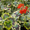 Pelargonium Zonale Mrs. Pollock, organically grown plants for sale at TOMs FLOWer CLUB.