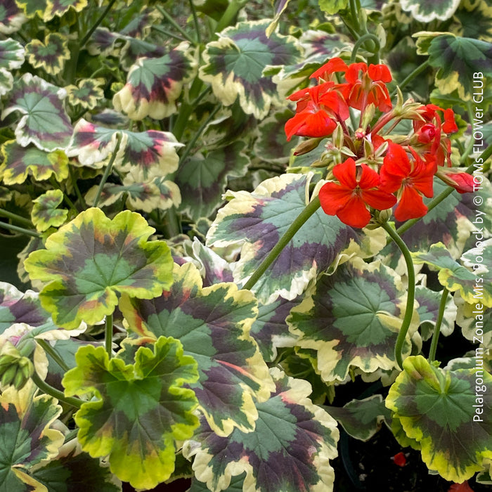 Pelargonium Zonale Mrs. Pollock, organically grown plants for sale at TOMs FLOWer CLUB.