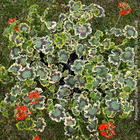 Pelargonium Zonale Mrs. Pollock, organically grown plants for sale at TOMs FLOWer CLUB.