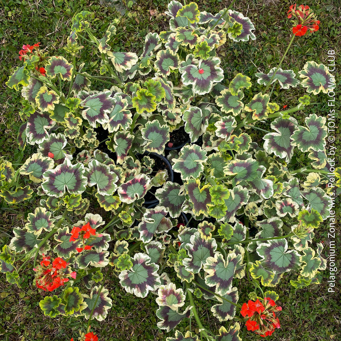 Pelargonium Zonale Mrs. Pollock, organically grown plants for sale at TOMs FLOWer CLUB.