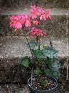 classic Pelargonium Stadt Aalsmeer bushy zonal geranium container plant for sale at TOMs FLOWer CLUB Zurich Switzerland