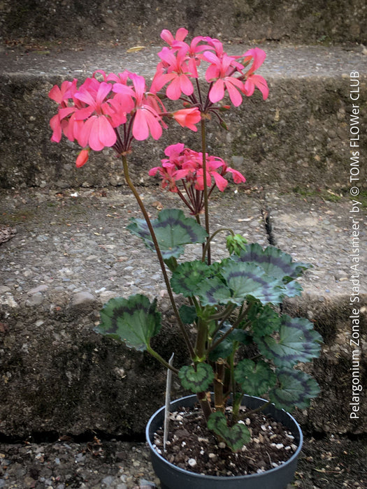 classic Pelargonium Stadt Aalsmeer bushy zonal geranium container plant for sale at TOMs FLOWer CLUB Zurich Switzerland