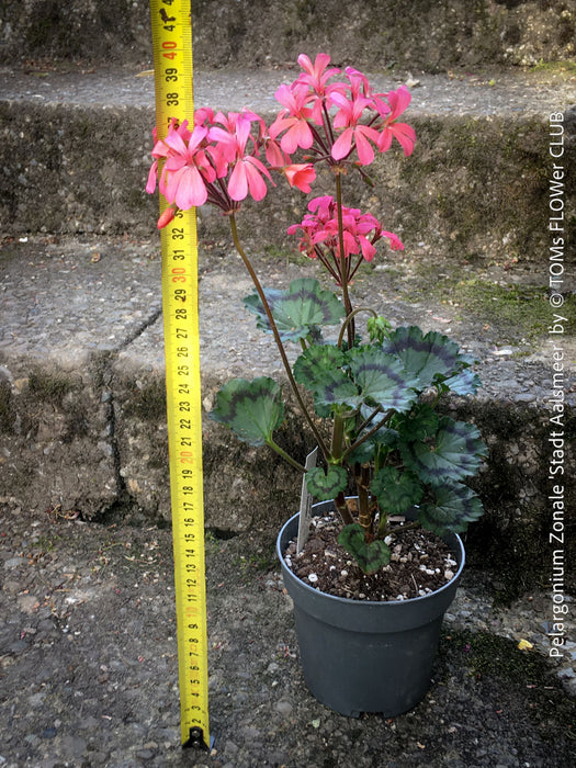 Pelargonium zonale Stadt Aalsmeer ornamental balcony geranium sunny location for sale at TOMs FLOWer CLUB Zurich Switzerland