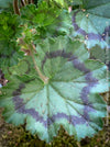 Pelargonium Stadt Aalsmeer close-up zoned leaves heritage geranium for sale at TOMs FLOWer CLUB Zurich Switzerland