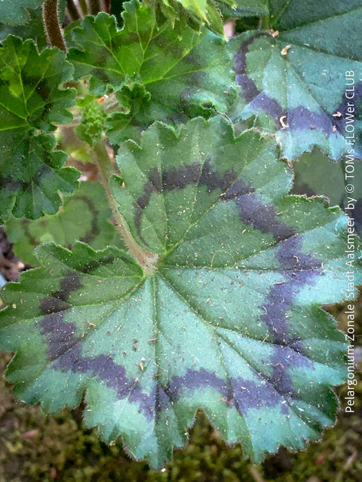 Pelargonium Stadt Aalsmeer close-up zoned leaves heritage geranium for sale at TOMs FLOWer CLUB Zurich Switzerland