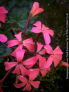 Pelargonium Stadt Aalsmeer zonal geranium classic balcony plant for sale at TOMs FLOWer CLUB Zurich Switzerland