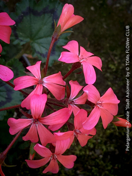 Pelargonium Stadt Aalsmeer zonal geranium classic balcony plant for sale at TOMs FLOWer CLUB Zurich Switzerland