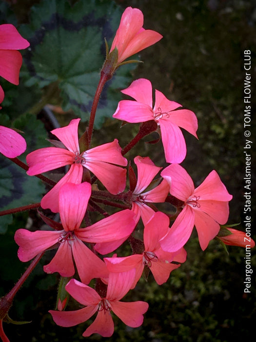 Pelargonium Stadt Aalsmeer zonal geranium classic balcony plant for sale at TOMs FLOWer CLUB Zurich Switzerland