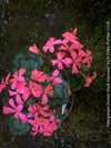 Pelargonium zonale Stadt Aalsmeer red pink flowers geranium plant for sale at TOMs FLOWer CLUB Zurich Switzerland