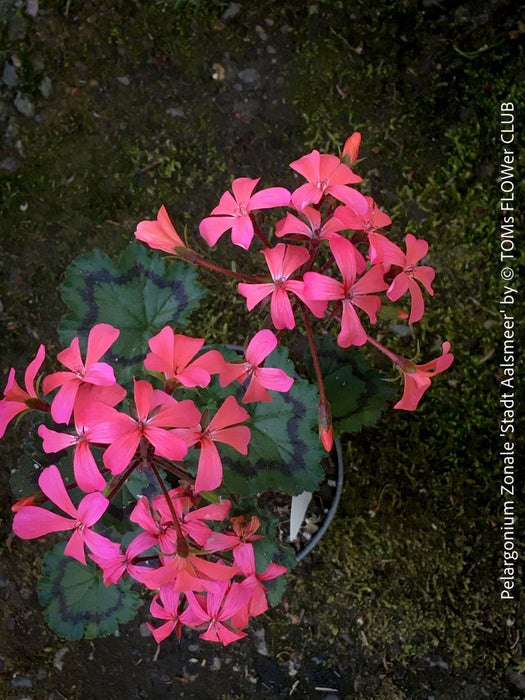 Pelargonium zonale Stadt Aalsmeer red pink flowers geranium plant for sale at TOMs FLOWer CLUB Zurich Switzerland