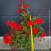 Pelargonium Zonale Stadt Bern, organically grown tropical plants for sale at TOMs FLOWer CLUB.