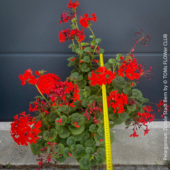 Pelargonium Zonale Stadt Bern, organically grown tropical plants for sale at TOMs FLOWer CLUB.