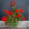 Pelargonium Zonale Stadt Bern, organically grown tropical plants for sale at TOMs FLOWer CLUB.