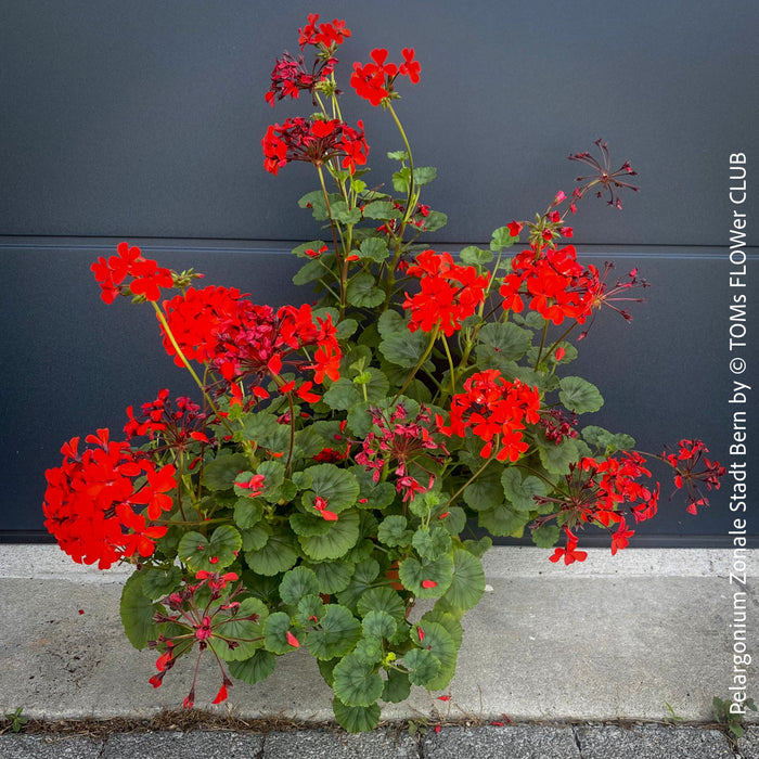 Pelargonium Zonale Stadt Bern, organically grown tropical plants for sale at TOMs FLOWer CLUB.