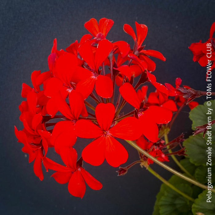 Pelargonium Zonale Stadt Bern, organically grown tropical plants for sale at TOMs FLOWer CLUB.