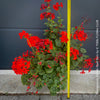 Pelargonium Zonale Stadt Bern, organically grown tropical plants for sale at TOMs FLOWer CLUB.