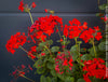 Pelargonium Zonale Stadt Bern, organically grown tropical plants for sale at TOMs FLOWer CLUB.