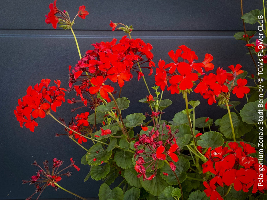 Pelargonium Zonale Stadt Bern, organically grown tropical plants for sale at TOMs FLOWer CLUB.