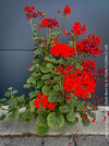 Pelargonium Zonale Stadt Bern, organically grown tropical plants for sale at TOMs FLOWer CLUB.