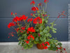 Pelargonium Zonale Stadt Bern, organically grown tropical plants for sale at TOMs FLOWer CLUB.