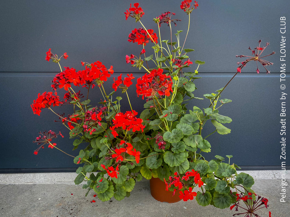 Pelargonium Zonale Stadt Bern, organically grown tropical plants for sale at TOMs FLOWer CLUB.