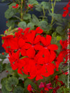 Pelargonium Zonale Stadt Bern, organically grown tropical plants for sale at TOMs FLOWer CLUB.