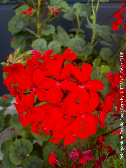 Pelargonium Zonale Stadt Bern, organically grown tropical plants for sale at TOMs FLOWer CLUB.