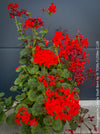 Pelargonium Zonale Stadt Bern, organically grown tropical plants for sale at TOMs FLOWer CLUB.