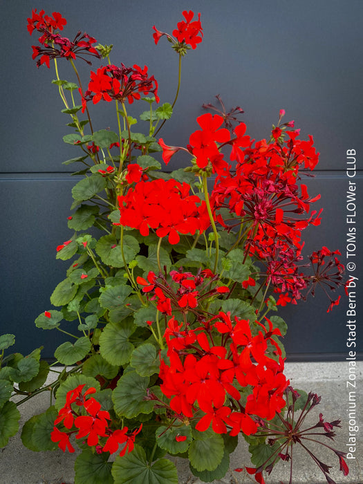 Pelargonium Zonale Stadt Bern, organically grown tropical plants for sale at TOMs FLOWer CLUB.