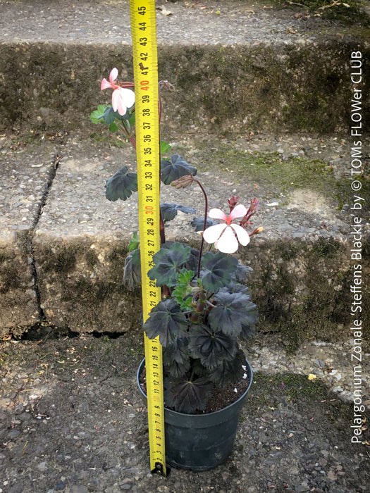 Pelargonium Zonale ‘Steffens Blackie’