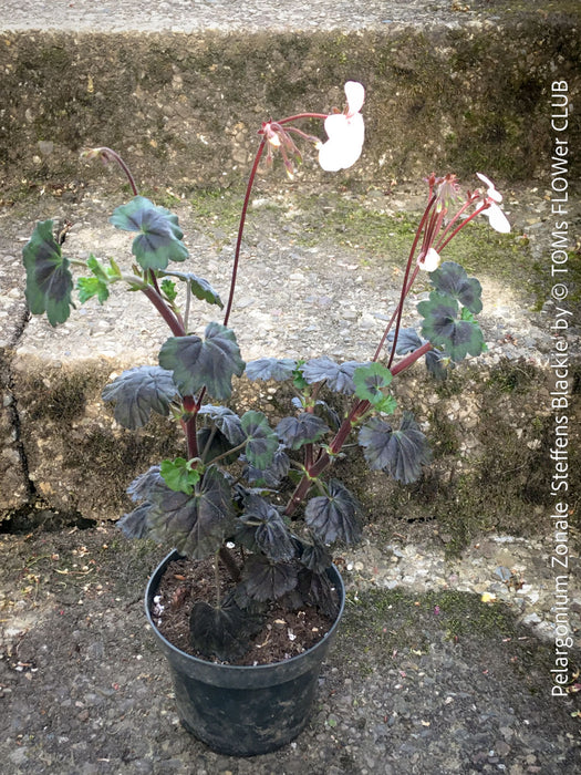 Pelargonium Zonale ‘Steffens Blackie’