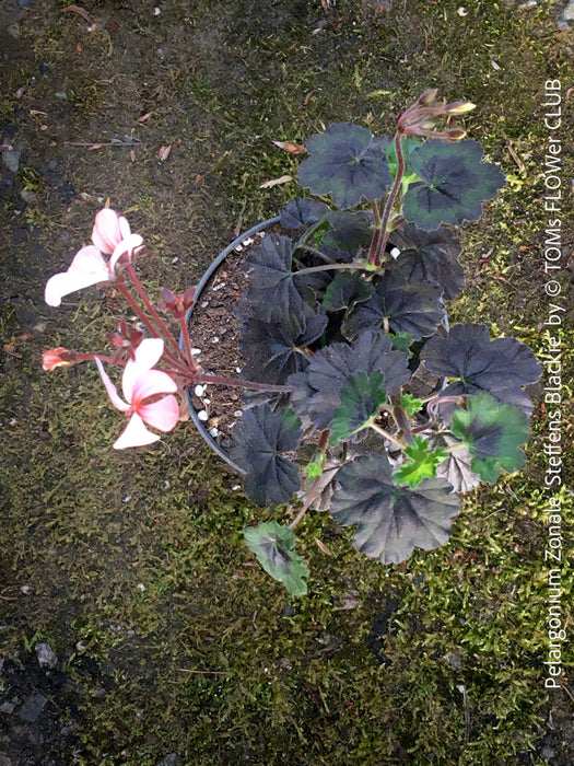 Pelargonium Zonale ‘Steffens Blackie’