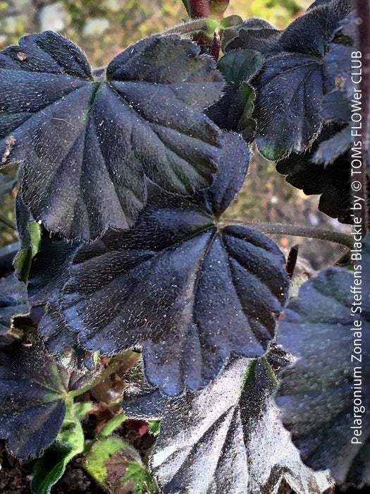 Pelargonium Zonale ‘Steffens Blackie’