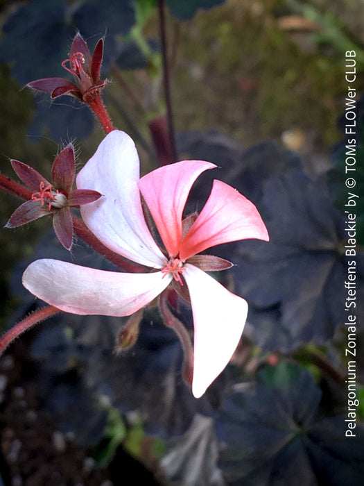 Pelargonium Zonale ‘Steffens Blackie’