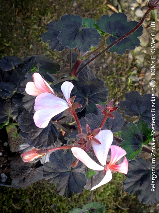 Pelargonium Zonale ‘Steffens Blackie’