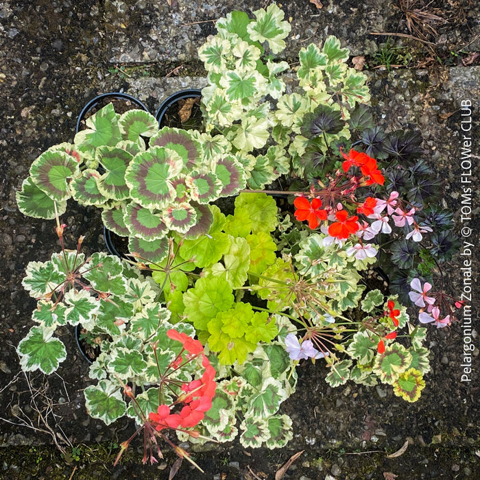 Collection of Pelargonium Zonale, variegata, organically grown tropical plants for sale at TOMs FLOWer CLUB.