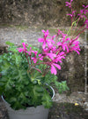 Pelargonium ionidiflorum rare species geranium violet flowers collector plant for sale at TOMs FLOWer CLUB Zurich Switzerland