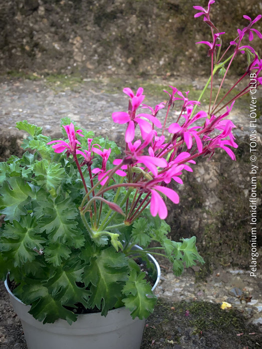 Pelargonium ionidiflorum rare species geranium violet flowers collector plant for sale at TOMs FLOWer CLUB Zurich Switzerland