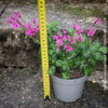 Pelargonium ionidiflorum rare species geranium violet flowers collector plant for sale at TOMs FLOWer CLUB Zurich Switzerland