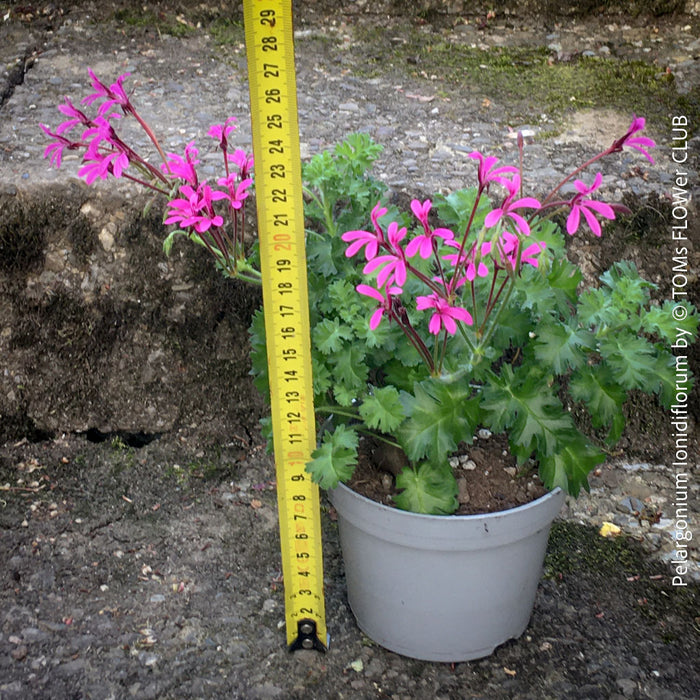 Pelargonium ionidiflorum rare species geranium violet flowers collector plant for sale at TOMs FLOWer CLUB Zurich Switzerland