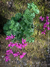 Pelargonium ionidiflorum close-up purple violet blooms delicate pelargonium plant for sale at TOMs FLOWer CLUB Zurich Switzerland