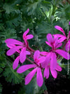 Pelargonium ionidiflorum collector botanical geranium elegant rare species plant for sale at TOMs FLOWer CLUB Zurich Switzerland