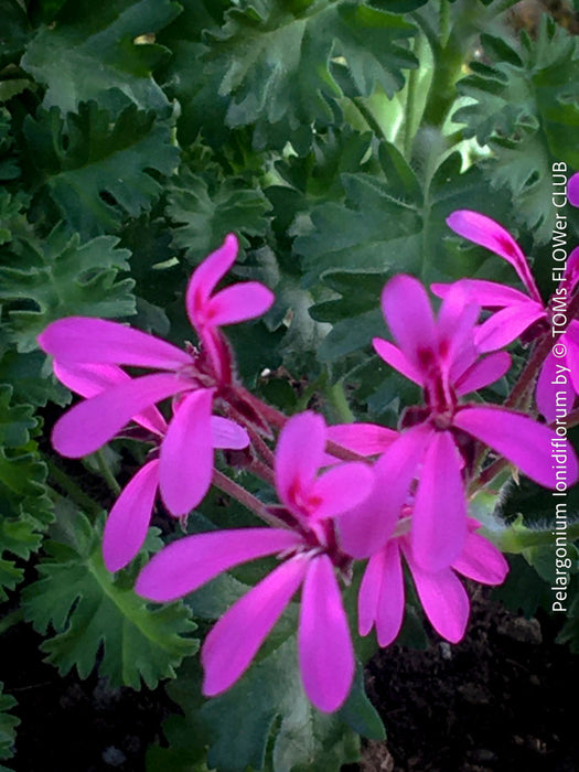 Pelargonium ionidiflorum collector botanical geranium elegant rare species plant for sale at TOMs FLOWer CLUB Zurich Switzerland