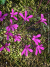 Pelargonium ionidiflorum airy growth light foliage species pelargonium for sale at TOMs FLOWer CLUB Zurich Switzerland