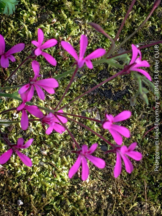 Pelargonium ionidiflorum airy growth light foliage species pelargonium for sale at TOMs FLOWer CLUB Zurich Switzerland