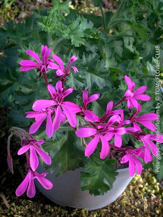 rare Pelargonium ionidiflorum botanical species trailing geranium plant for sale at TOMs FLOWer CLUB Zurich Switzerland