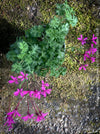 Pelargonium ionidiflorum South African species violet flowering plant container for sale at TOMs FLOWer CLUB Zurich Switzerland