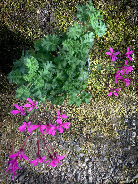 Pelargonium ionidiflorum South African species violet flowering plant container for sale at TOMs FLOWer CLUB Zurich Switzerland