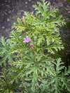 Pelargonium Graveolens Variegata Lady Plymouth, Scented / Rose Pelargonium, Duftgeranium, variegata, panaschiert, organically grown tropical plants for sale at TOMs FLOWer CLUB.