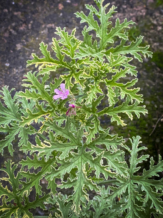 Pelargonium Graveolens Variegata Lady Plymouth, Scented / Rose Pelargonium, Duftgeranium, variegata, panaschiert, organically grown tropical plants for sale at TOMs FLOWer CLUB.